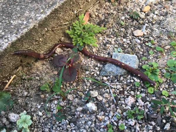 梅雨時期から夏場にかけて 夜に聞こえる ジー ジー という鳴き声 お家が一番