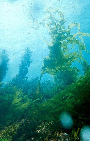 385px-CSIRO_ScienceImage_904_Undaria_pinnatifida_Japanese_kelp
