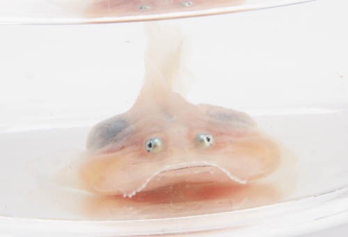 ペットショップで買えるちょっと面白くて珍しい生き物を紹介したい レプタイルチャンネル