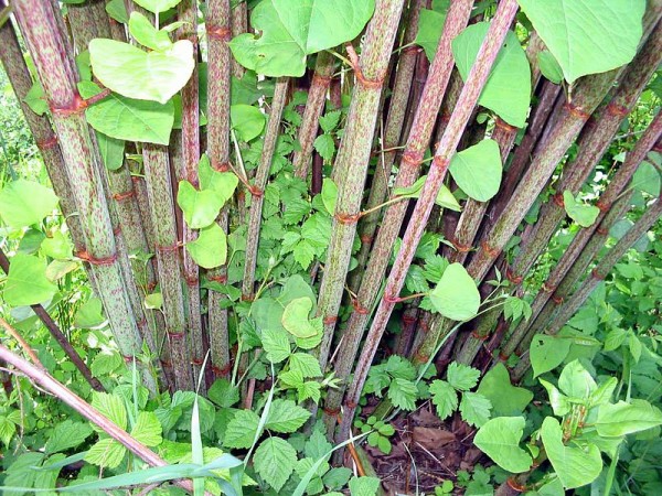 Fallopia-japonica(Staude)