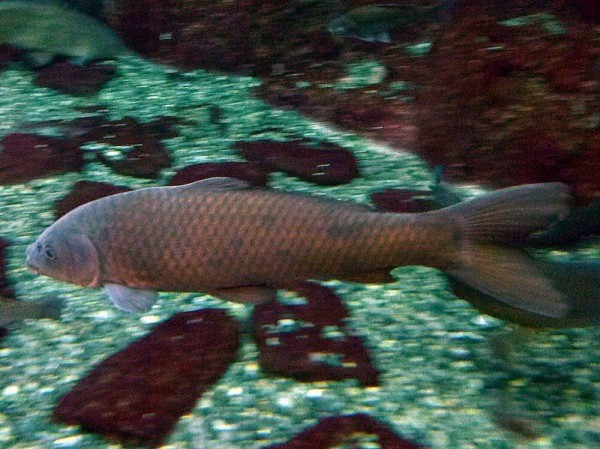 800px-Cyprinus_carpio-2