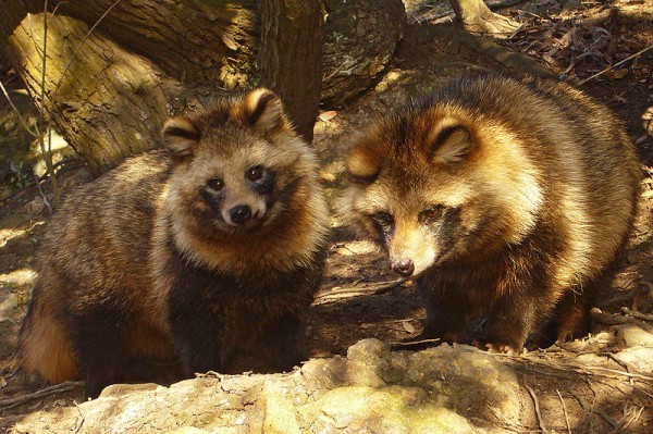 800px-Tanuki01_960