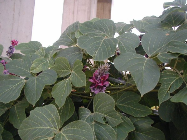 800px-Pueraria_lobata_ja02