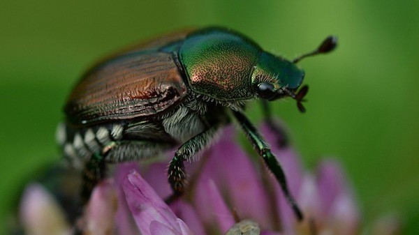 800px-Japanese_Beetle_(Popillia_japonica)_-_London,_Ontario_02