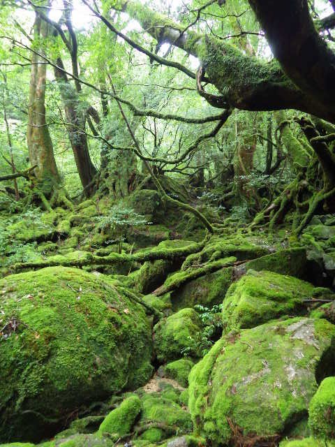 樹齢1000年を超える「屋久杉」で有名な日本の世界遺産】屋久島 (Yakushima) : Lucky の世界遺産ブログ｜アメリカの国立公園、自然遺産 、古代遺跡、美術館、教会