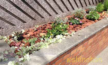 環境整備委員会 花壇にお花を植えました バークチップの効果 バークチップ 花壇 Wshinchan Next