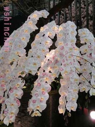 世界らん展日本大賞16 行きました03 化粧蘭 着物 第一花壇 Wshinchan Next