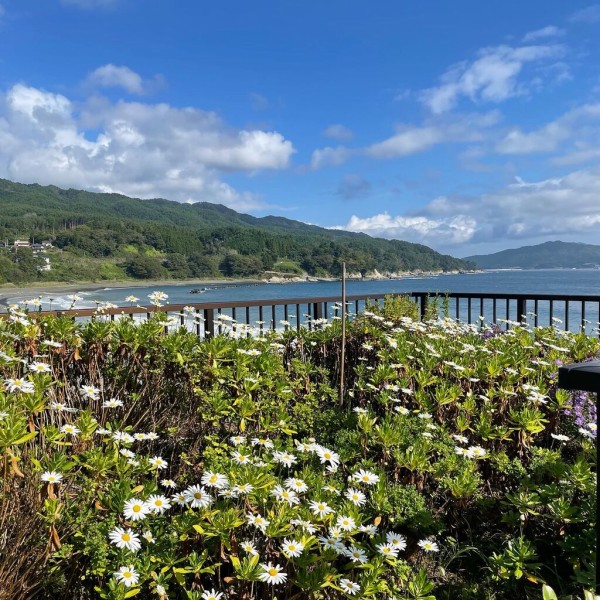 復興の花 ハマギク チーム森田の 天気で斬る