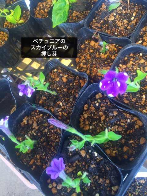 薔薇挿し芽その後とアジサイ挿し芽 ぶきっちょみかんの花育て野菜育てワンコ育て