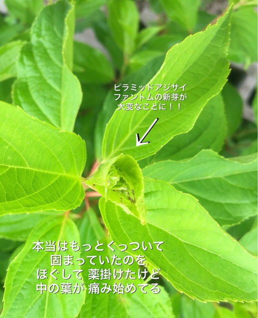 アジサイの病気 ぶきっちょみかんの花育て野菜育てワンコ育て