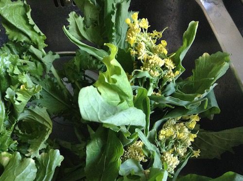 秋の菜の花 Nanohana Www Keikosan Com ボローニャ ときどき大阪 秋の菜の花 Nanohana Www Keikosan Com ボローニャ ときどき大阪