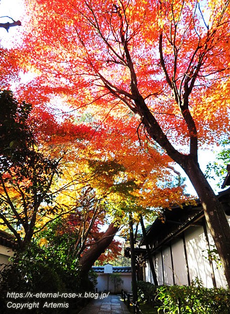 妙心寺 塔頭 退蔵院 日本最古の水墨画 瓢鮎図 元信の庭 19 : Eternal