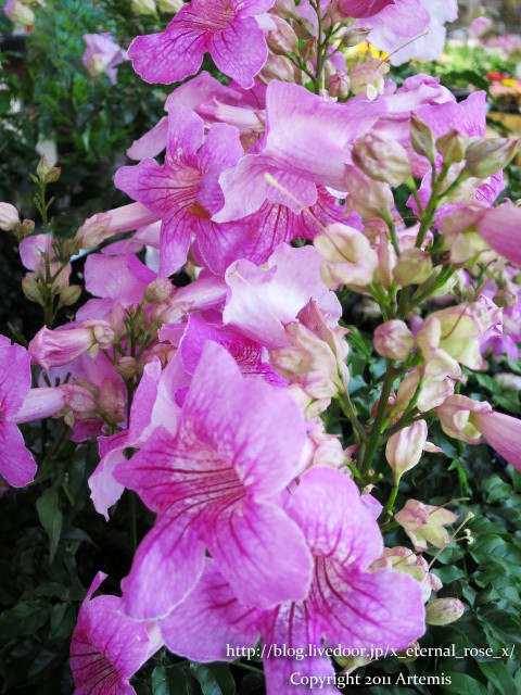 富士山 新千歳空港ターミナルビル オリックスレンタカー新千歳空港店 Eternal Rose エターナルローズ