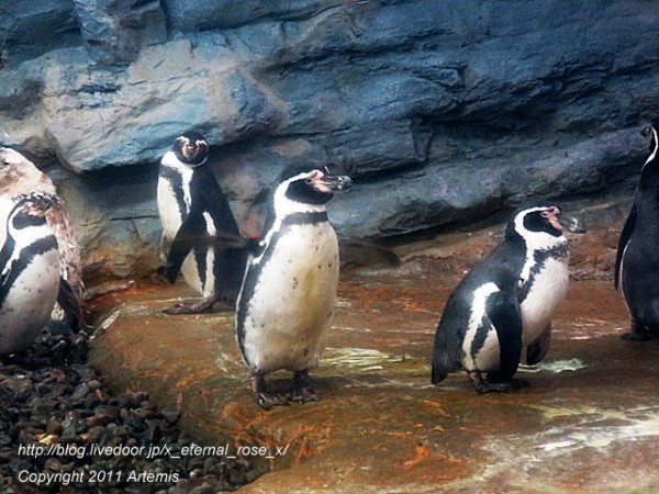 旭川市旭山動物園 キングペンギン フンボルトペンギン 18 : Eternal