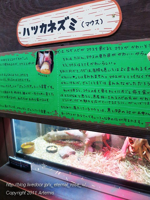 旭川市旭山動物園 両生類 は虫類舎 18 Eternal Rose エターナルローズ