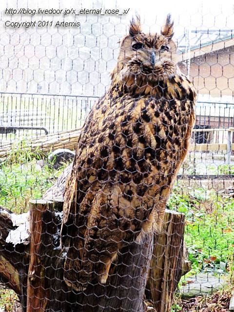 旭川市旭山動物園 北海道産動物舎 ワシミミズク オオワシ クマタカ