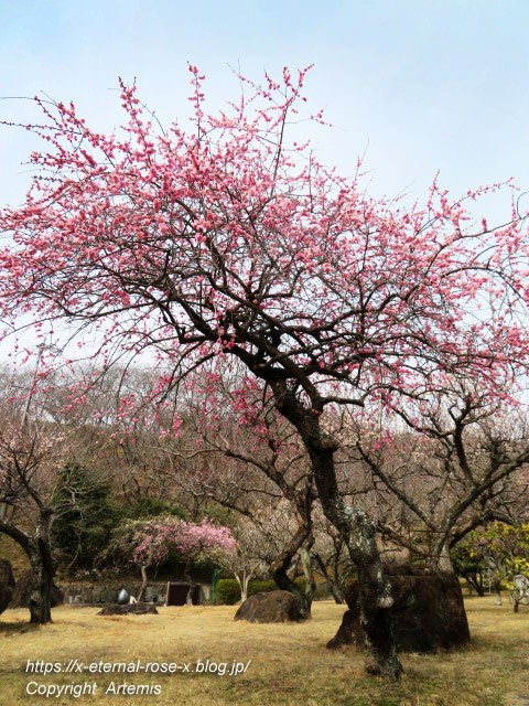 山麓窯で梅の花見 22 Eternal Rose エターナルローズ