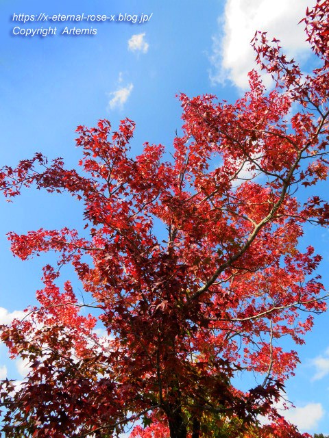 ラトゥリエ ドュ ニニキネ 岡山本店 L Atelier Du Ninikine 11 Eternal Rose エターナルローズ