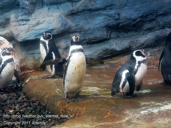 旭川市旭山動物園 キングペンギン フンボルトペンギン 18 : Eternal