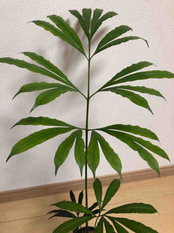 サイカス ムルチピンナータを育ててみる2020 〜その1 : エキゾチック