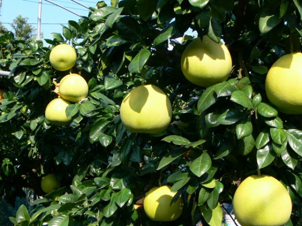 自家製 飲むお酢 晩白柚 ばんぺいゆ みさき亭 気まぐれ応援団