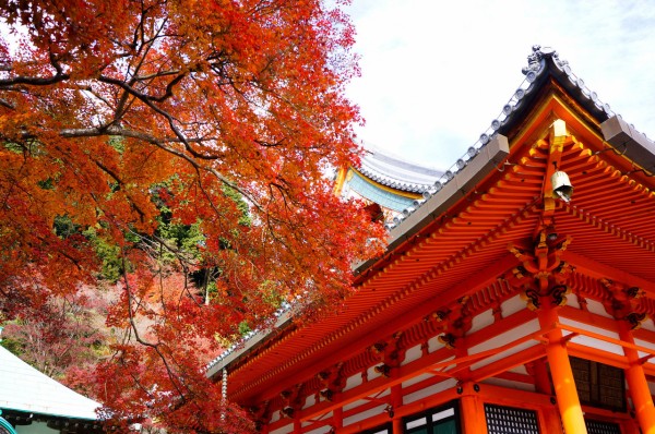 勝尾寺 紅葉狩りなのか だるま狩りなのか ふらり旅がっぱ紀行