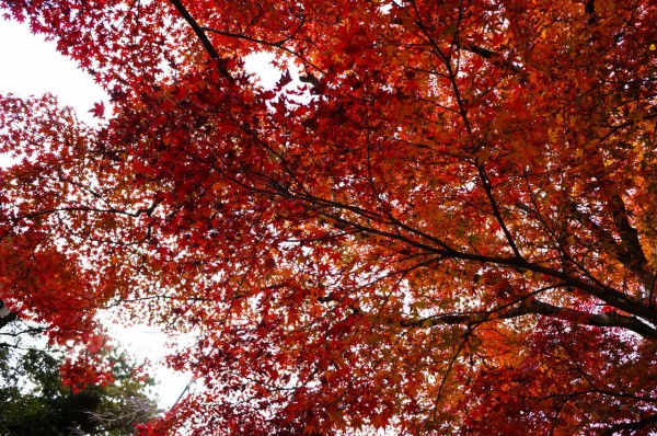 勝尾寺 紅葉狩りなのか だるま狩りなのか ふらり旅がっぱ紀行