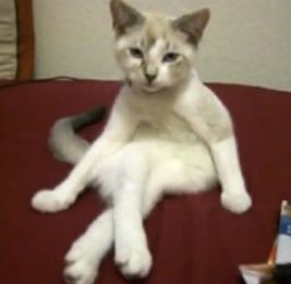 足組みをしたとき右足が上に出る心理とは 今すぐ使える心理学の基礎講座 足組みをしたとき右足が上に出る心理とは 今すぐ使える心理学の基礎講座