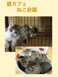 最新 京都 猫 カフェ ねこ 会議 100 で最高の画像