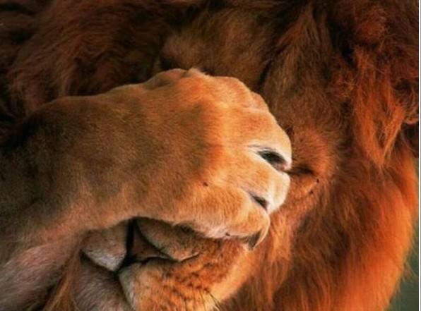 ライオンもやっぱり猫の仲間 永遠の破片