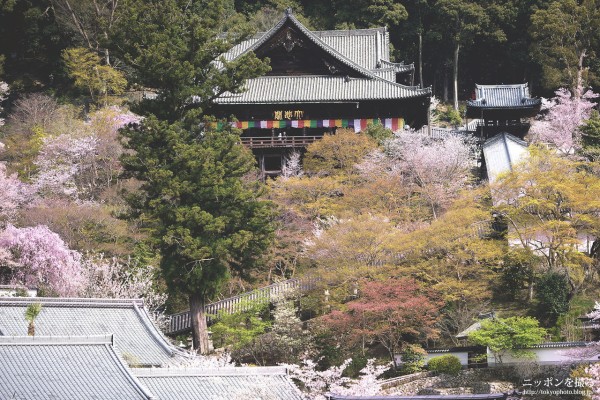 奈良の桜】長谷寺の桜吹雪がめちゃくちゃ綺麗でした : ニッポンを撮る