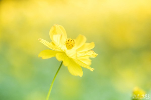 タムキューのボケが死ぬほど綺麗だった（TAMRON SP AF 90mm F2.8