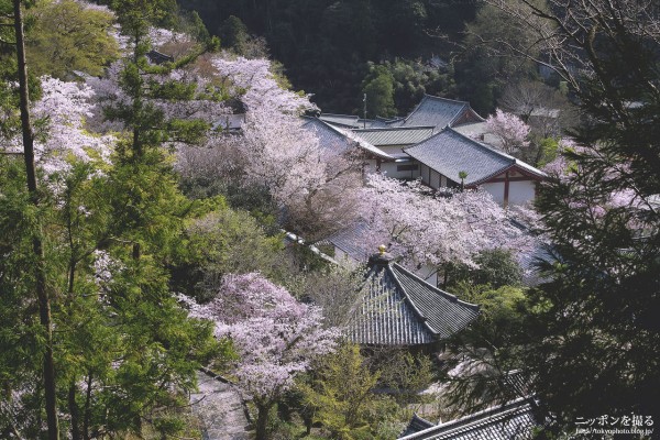 奈良の桜】長谷寺の桜吹雪がめちゃくちゃ綺麗でした : ニッポンを撮る
