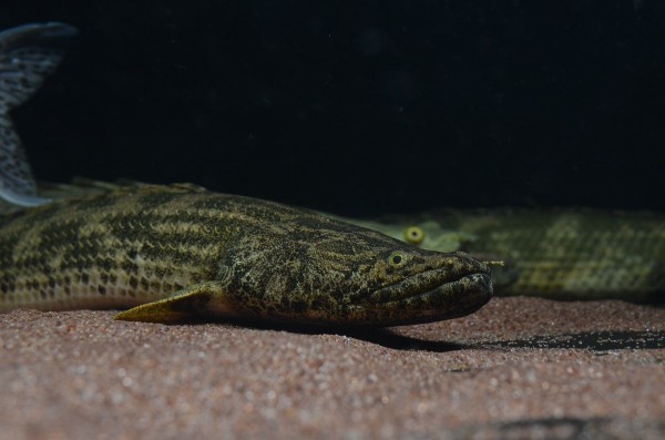 Po.アンソルギー : アクアワーク ～古代魚ポリプテルス～