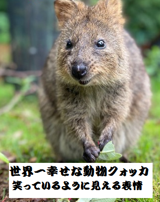 世界一幸せな動物クオッカ いのち輝き塾 人が輝く 企業が輝く 地球が輝く