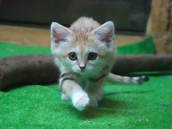 画像 スナネコの赤ちゃん かわいすぎてヤバイ ワイ速