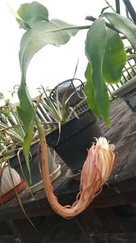 一夜限りに咲く花のよう匂い立つ 月下美人 石垣島の隠れ宿 宿 八重山すてい楽楽楽 ららら