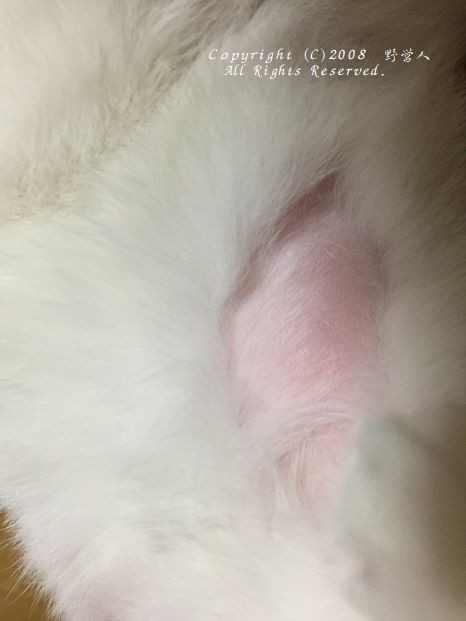 猫とラーメン 野営人