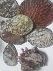 貝の標本 螺鈿の作り方 やがみんの作業倉庫