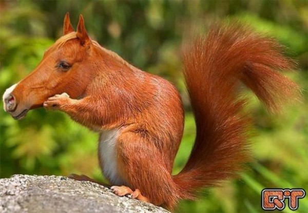 動物を合成したら新種が生まれた 写真10枚 世界オモシロ写真館