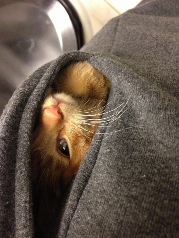超カワイイ子猫にポケットから見つめられたら キュン死しちゃうかも 世界オモシロ写真館