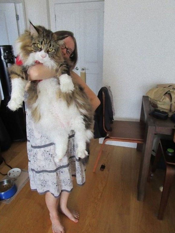 メインクーンとメークインが交互に貼られてゲシュタルト崩壊するスッドレ 猫目新聞