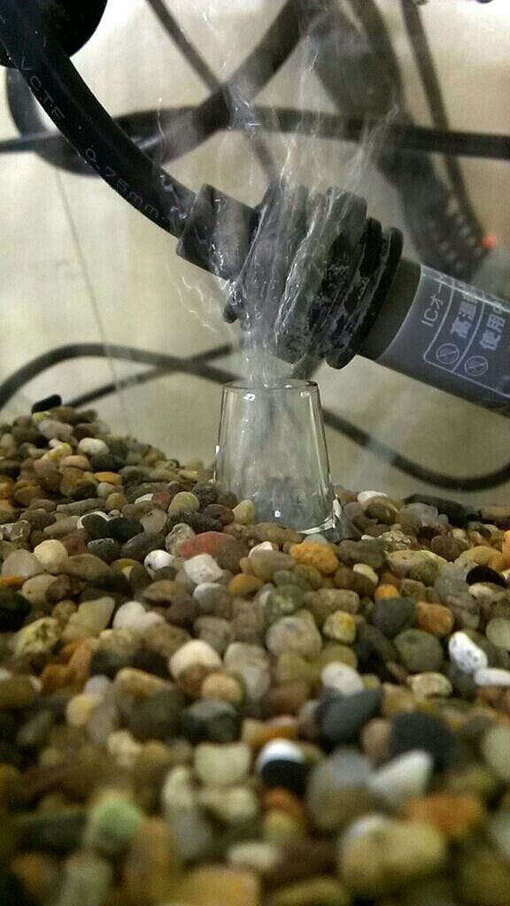 礫を敷いたついでに コリドラスパンダ可愛い