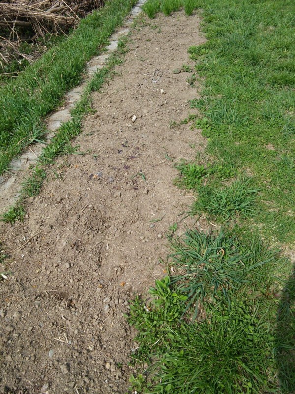 百均で家庭菜園 ダイソーの苦土石灰を畑にまく 釘一本