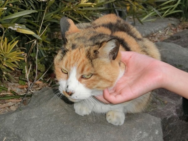 公園で見つけたもう一匹の子猫 白ねこ