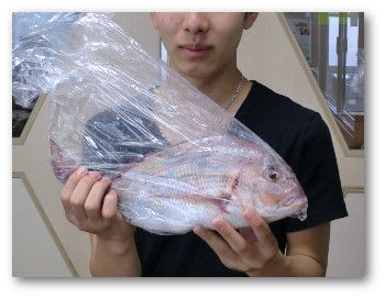 先生 タイを釣ったんですけど さばき方を教えてください 山調ブログ
