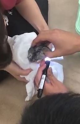 チンチラさん夜間緊急動物病院へ デジタル漫画家見習い中 Powered By ライブドアブログ