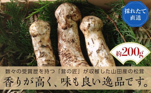 ふるさと特産品情報 まつたけ先行予約のお知らせ : 山田とことこ日記