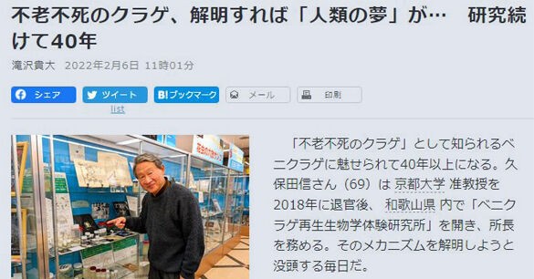 朝日デジタルにベニクラゲ研究が ベニクラゲ不老不死