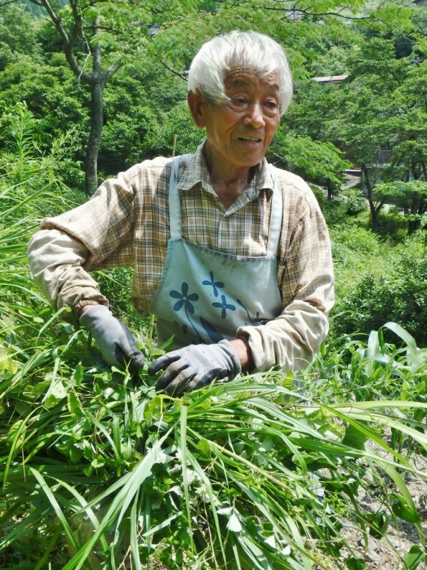 山のおじいに学ぶ 夏の柴刈り 報告レポート 山暮らしを学ぶ In 雑穀の村さいはら